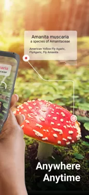 Picture Mushroom screenshot2